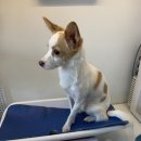 민 동물병원(동물미용) 이미지