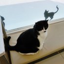 수락동물병원 이미지