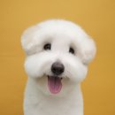 릴리 펫스파 이미지