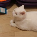 제주GD스테이 민박 | 영업왕 고양이, 히끄가 있는 제주 동쪽 숙소 히끄네 민박 스테이오조