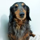 베르네집 이미지