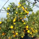 배씨농장 이미지