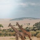 기린에너지 이미지