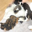 집사의 하루 일산점 | 일산 라페스타 고양이 카페 집사의 하루 내돈내산 유기묘 보호 이색카페 솔직후기