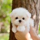 가정1-01-045 | 소형견분양 찾아 가정견입양 만족후기