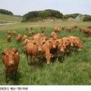 한우유전자원컨설팅 네이버블로그