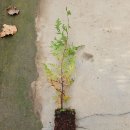 골든엔젤 이미지