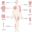 상지골 | 四字成語 총정리 <ㄱ> 571 곤학재집~골격표현