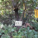 남하면 대야경로당 | 경남 거창군 감토산(518.6m) 산행