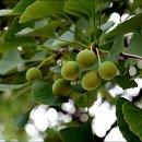 칠석동 고싸움센터 이미지