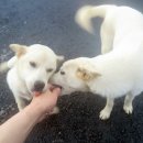 제주 대전 아줌마 민박 이미지