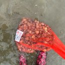 구시포해수욕장 | [전북] 구시포해수욕장 해루질 오늘자 후기