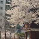 가람빌라 | SH 2025년 상반기 신혼신생아 매입임대 가람길 267/주택 동호수 선정/계약 후기