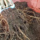 우림농원 이미지