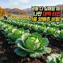 동수농장 | 2026년 가을 양배추 심는 시기 및 재배 방법 알아보기