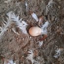 새온농원 이미지