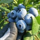 선남농장 이미지