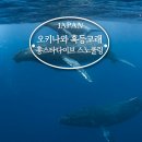 홍스타 | 오키나와 혹등고래 투어 스노쿨링 홍스타다이브 준비물 후기