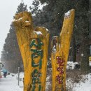 [🇰🇷] 제주도 우동카덴 사려니숲길 동백수목원 범일분식 김녕오라이 제주닭집