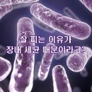 살 찌는 이유가 장내 세균 때문이라고? 이미지