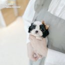 아이티즈 이미지