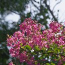 백일헌영당 이미지