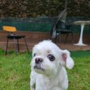 개덩이네 하우스 이미지