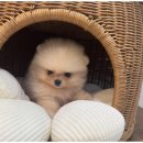 도그마루 천안지점 이미지