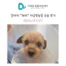 내안에 동물병원 | 철산 동물병원) 강아지 "체리" 자궁축농증 응급 수술 후기
