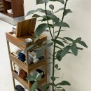 THE(더)세탁 | (얼쓰빕)얼쓰 오프라인 매장 EARTH THE APARTMENT 매장 후기 | 세탁 방법