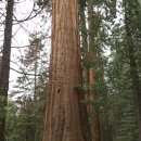 세쿼이아 국립공원 Sequoia National Park & 킹스캐년 국립공원 Kings Canyon National Park 방문 후기 이미지