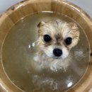 뽀그리독 이미지