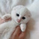 천안고양이 분양 퍼스트캣 본점 | [고양이분양리뷰] 천안고양이분양 퍼스트캣 본점, 사랑스러운 홍성먼치킨분양으로 찾은 반려묘