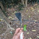 호미 | [호미 추천] '해루질 장비 갯벌체험 도구 호미' 사용 후기