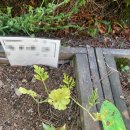 <b>피망</b> 키우기 모종 기르기 1편 - 아파트 텃밭 가꾸기