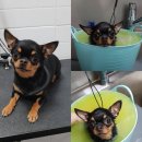 해피퍼피 미용실 이미지