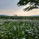 죽전네거리 교통섬 1번출구 방면 | 5.26.일/변산마실길 샤스타데이지 꽃길,파란곳간 수레국화꽃밭,채석강,적벽강,격포항 맛여행 신청