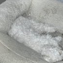 모여라댕댕이 이미지