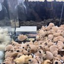 와우오락실 이미지