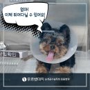 대치수동물병원 이미지