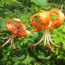 부용농장 이미지