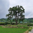 나무비