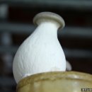 이영선농장 | [새송이버섯] 과학으로 재배하는 새송이버섯