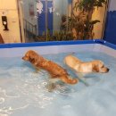 해피치 애견카페 이미지