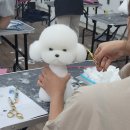 제이 애견 미용 이미지