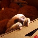 나무늘보 이미지