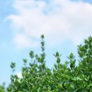 서울대학교병원 새마을금고 이미지