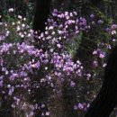 별밤과 진달래 이미지