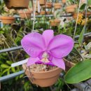 Cattleya nobilior 'Brilliant' SM/JOGA 이미지