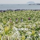 제주 토끼섬 문주란자생지 이미지